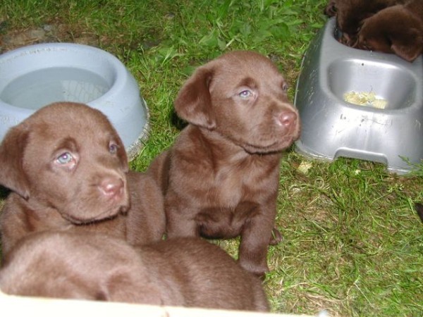 Chocolate Pups_1029.jpg